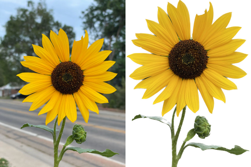 Comparing a sunflower photo with the same photo's background removed in iOS 16.